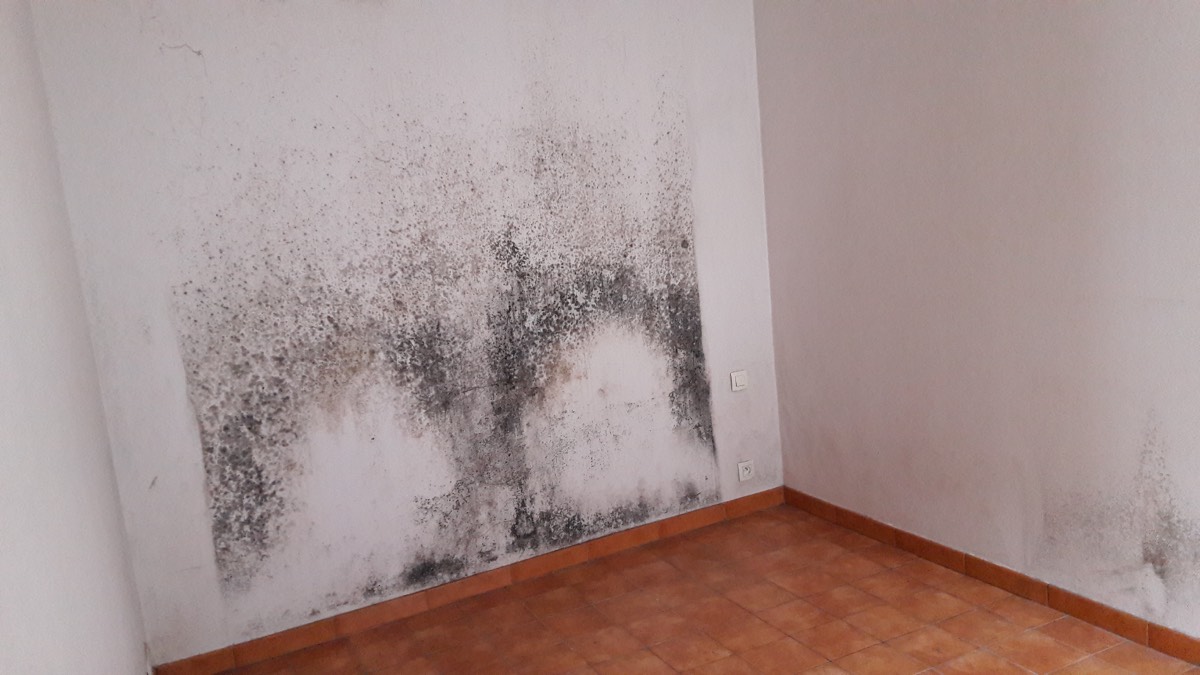 Moisissures - Expertise humidité à Brest